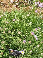 Aster Farreri (1) (Photo F. Mrugala)